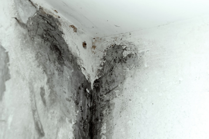 Signs of Toxic Black Mold