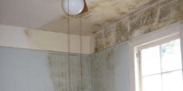 mold removal pinellas