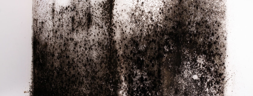 Black Mold: Symptoms, Testing, Removal and Prevention - Water Mold Fire  Restoration