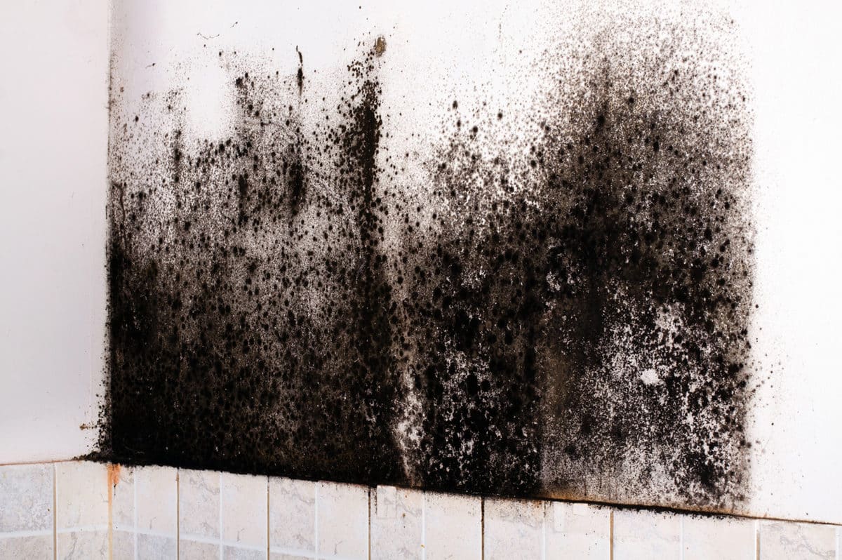 Signs You Could Have Black Mold in Basement