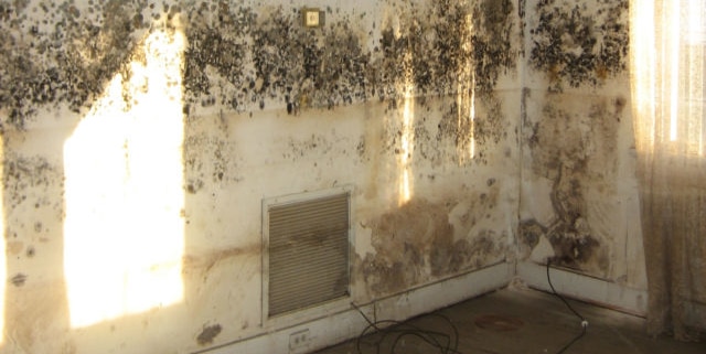 Pinellas Mold Removal