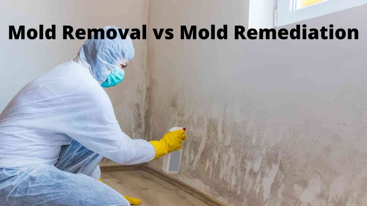 Mold Removal Company Toms River Nj